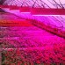 400W AC220V LED VollSpektrum Pflanzenlampe Blumen Panel Licht Hydrokultur
